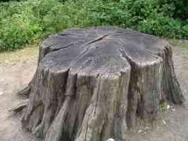 Tree-stump